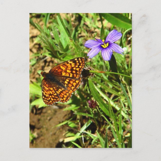 Schmetterling im Frühling Postkarte (Vorderseite)