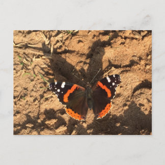 Schmetterling im Schmutz Postkarte