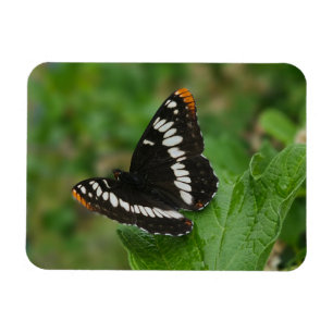 Schmetterling im Snowball-Buschmagnet Magnet