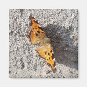 Schmetterling im Sonnenschein Magnet