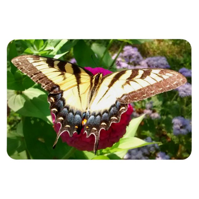 Schmetterling im Zinnia-Foto Magnet (Horizontal)
