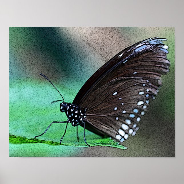 Schmetterling in Aqua Poster (Vorne)