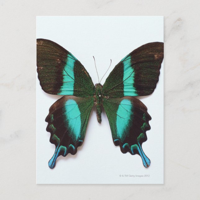 Schmetterling in Asien und Indien Postkarte (Vorderseite)