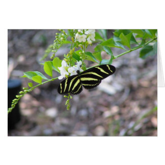 Schmetterling in der Erholung