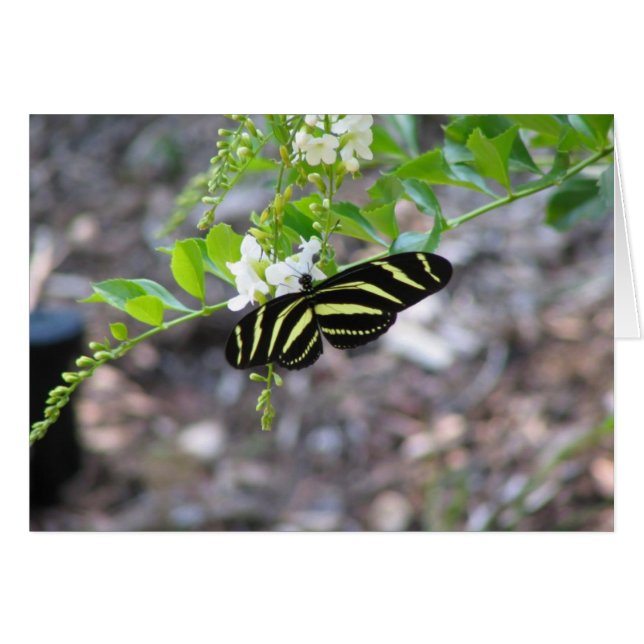 Schmetterling in der Erholung (Vorderseite (Horizontal))