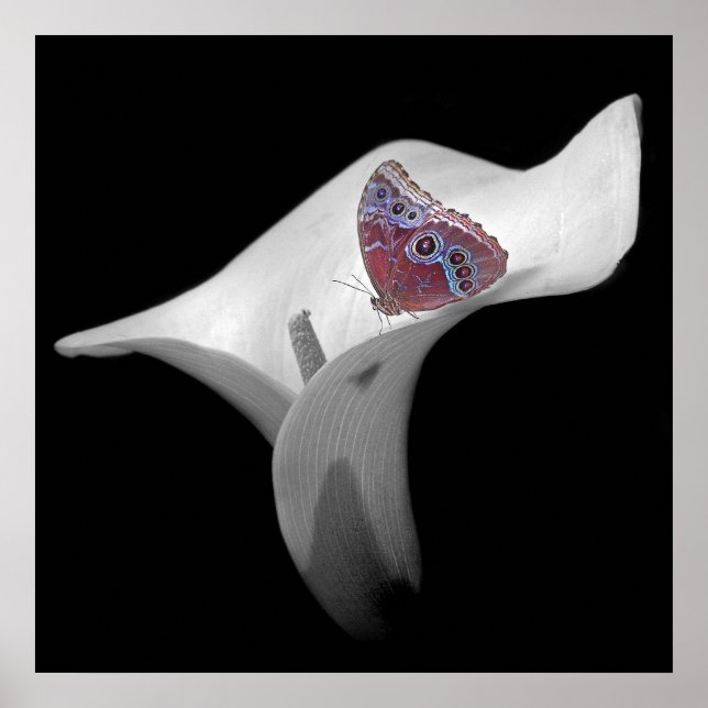 Schmetterling in der Weißen Lüge Poster (Vorne)