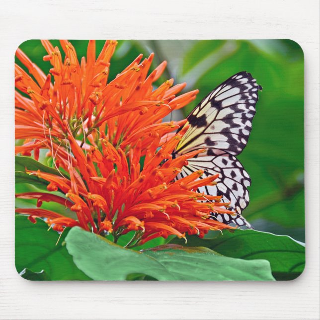 Schmetterling in Mexiko Mousepad (Vorne)