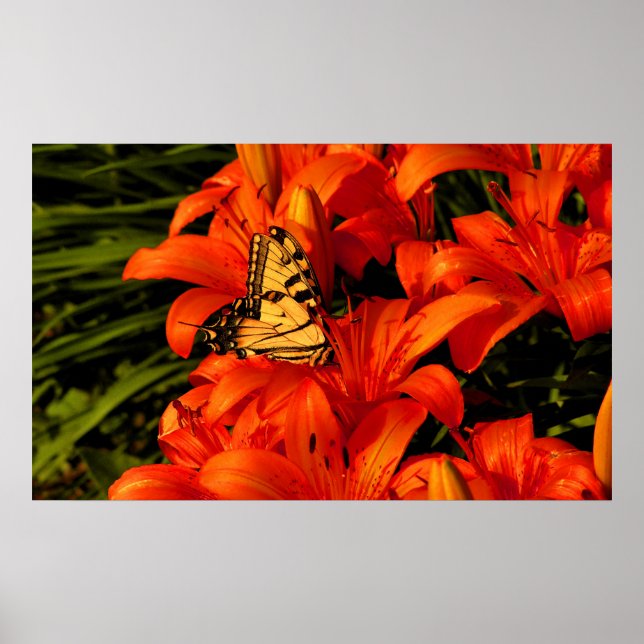 Schmetterling in Tigerfisch-Blume Poster (Vorne)
