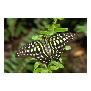 Schmetterling-Jay Fotodruck