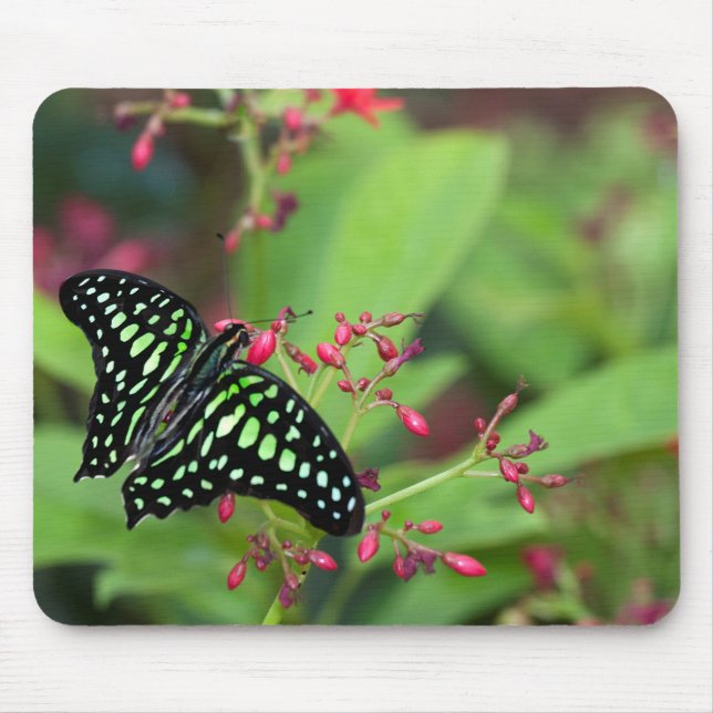Schmetterling-Jay Mousepad (Vorne)