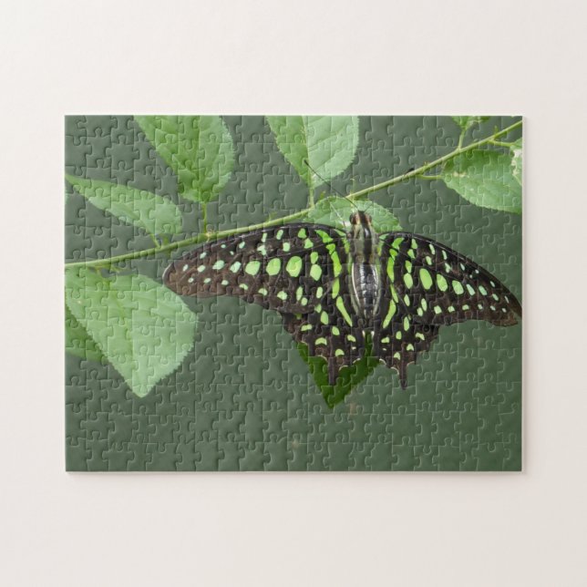 Schmetterling-Jay Puzzle (Horizontal)