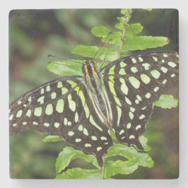 Schmetterling-Jay Steinuntersetzer