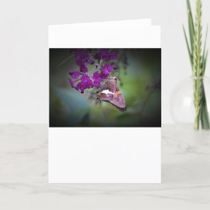 Schmetterling, Karte