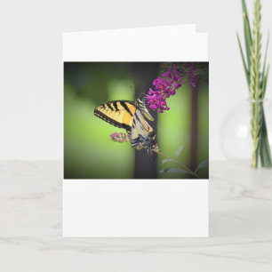Schmetterling, Karte