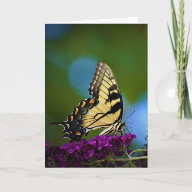 Schmetterling, Karte (Vorderseite)