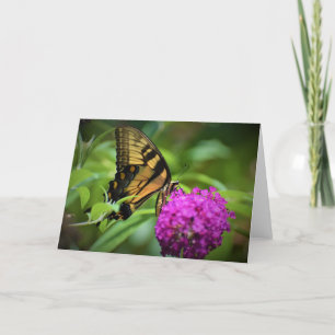 Schmetterling, Karte