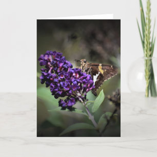 Schmetterling, Karte