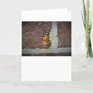 Schmetterling, Karte