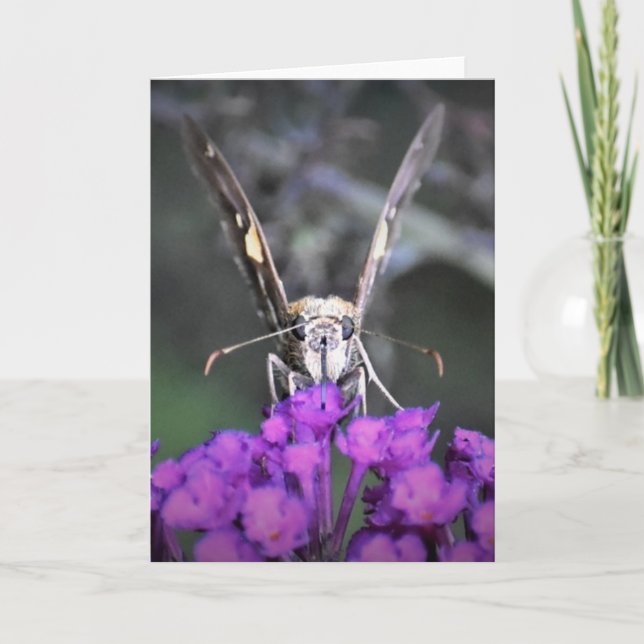 Schmetterling, Karte (Vorderseite)