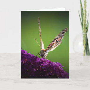 Schmetterling, Karte