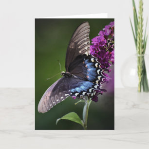 Schmetterling, Karte