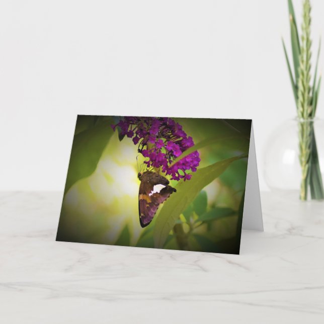 Schmetterling, Karte (Vorderseite)