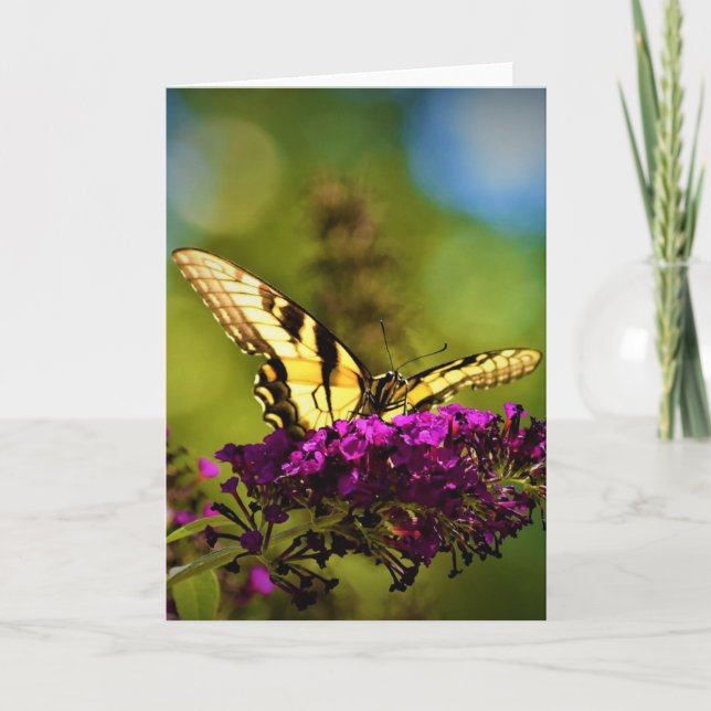 Schmetterling, Karte (Vorderseite)