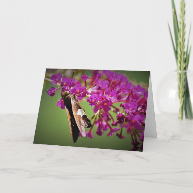 Schmetterling, Karte (Vorderseite)