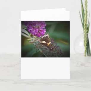 Schmetterling, Karte