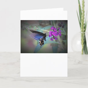 Schmetterling, Karte