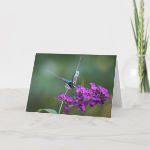 Schmetterling, Karte