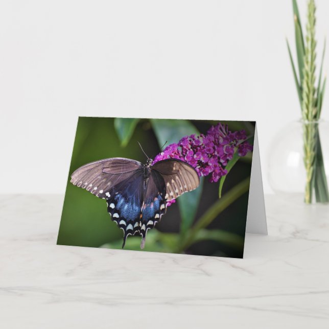 Schmetterling, Karte (Vorderseite)