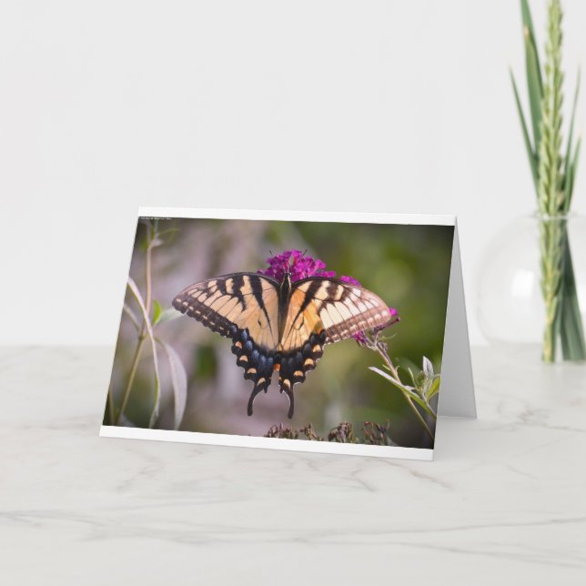 Schmetterling, Karte (Vorderseite)