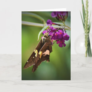 Schmetterling, Karte