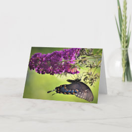 Schmetterling, Karte