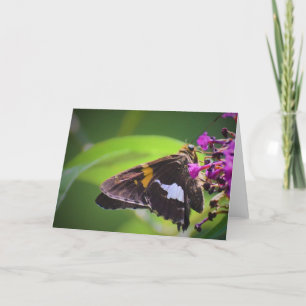Schmetterling, Karte