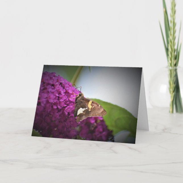 Schmetterling, Karte (Vorderseite)
