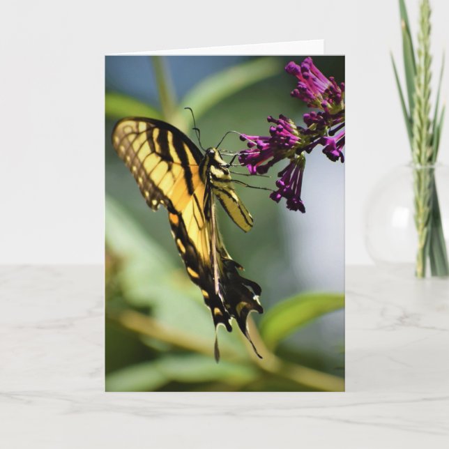 Schmetterling, Karte (Vorderseite)