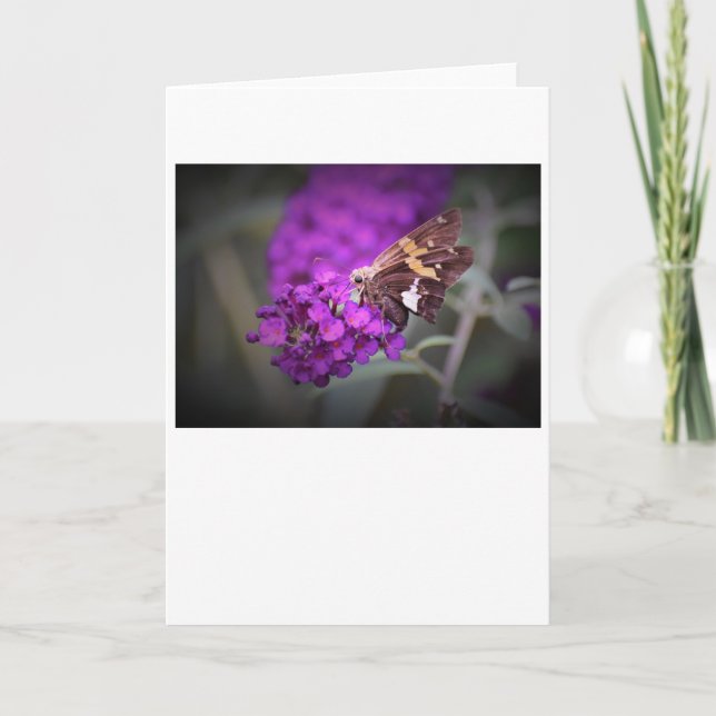 Schmetterling, Karte (Vorderseite)