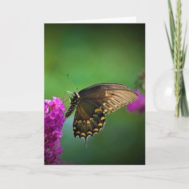 Schmetterling, Karte (Vorderseite)