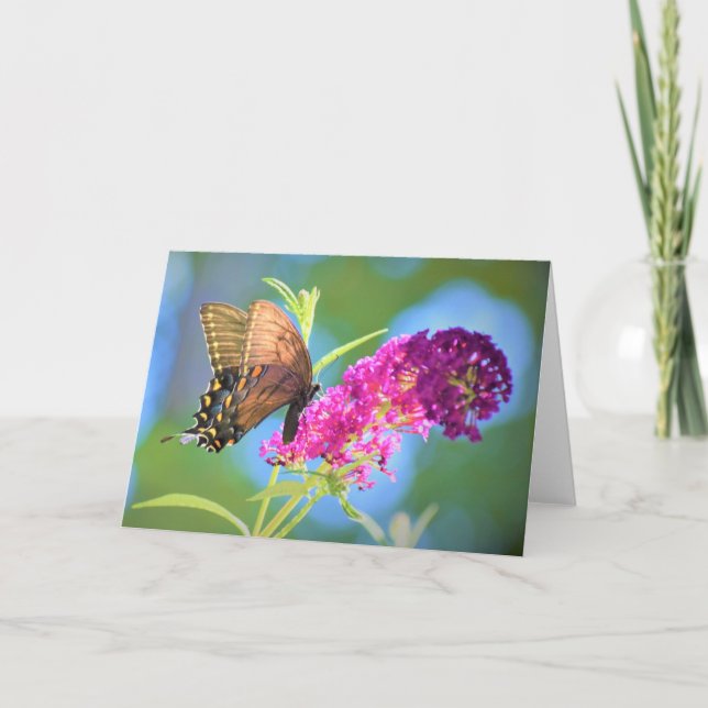 Schmetterling, Karte (Vorderseite)