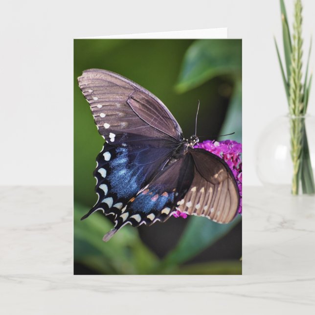 Schmetterling, Karte (Vorderseite)