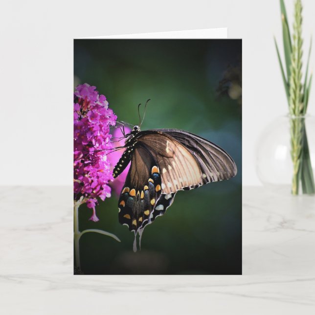 Schmetterling, Karte (Vorderseite)