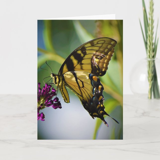 Schmetterling, Karte (Vorderseite)