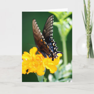 Schmetterling Karte