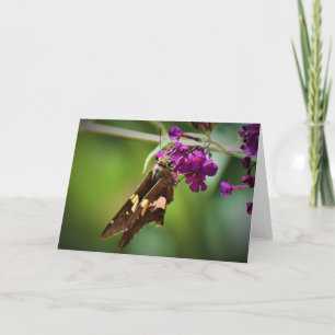 Schmetterling, Karte