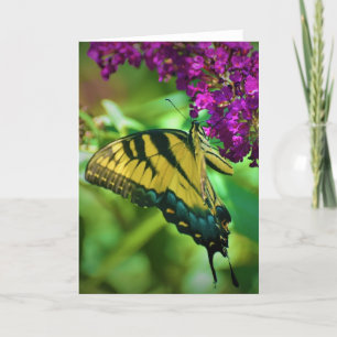 Schmetterling, Karte