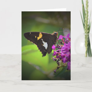 Schmetterling, Karte
