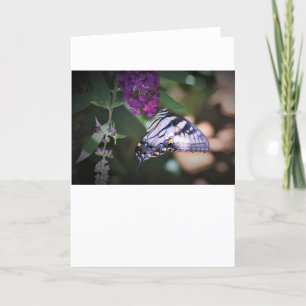 Schmetterling, Karte