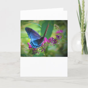 Schmetterling, Karte